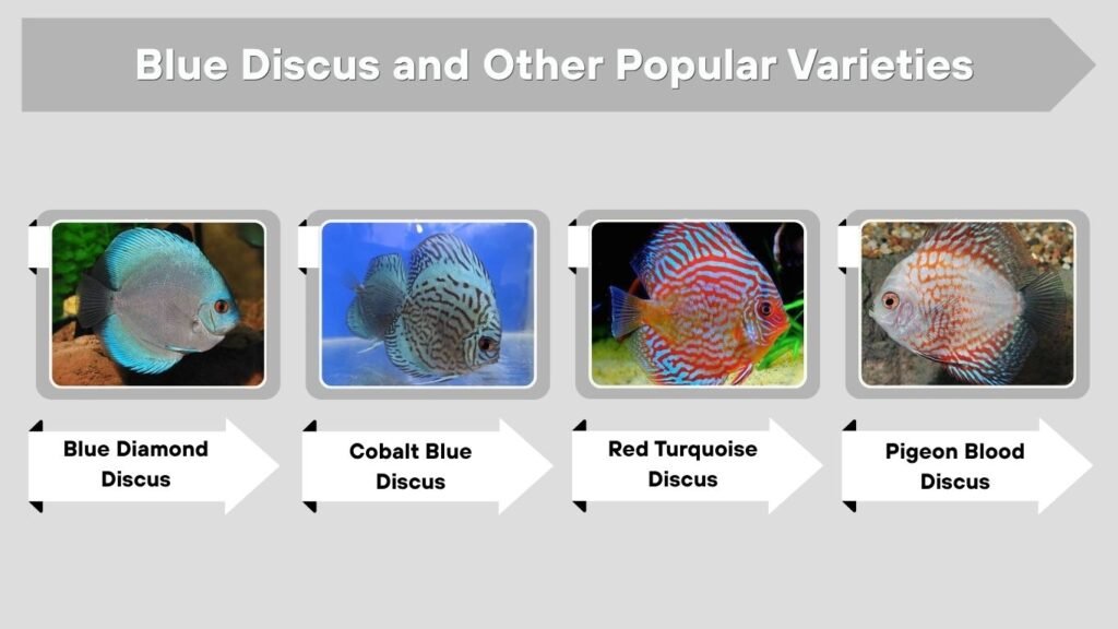 Blue Discus and Other Popular Varieties