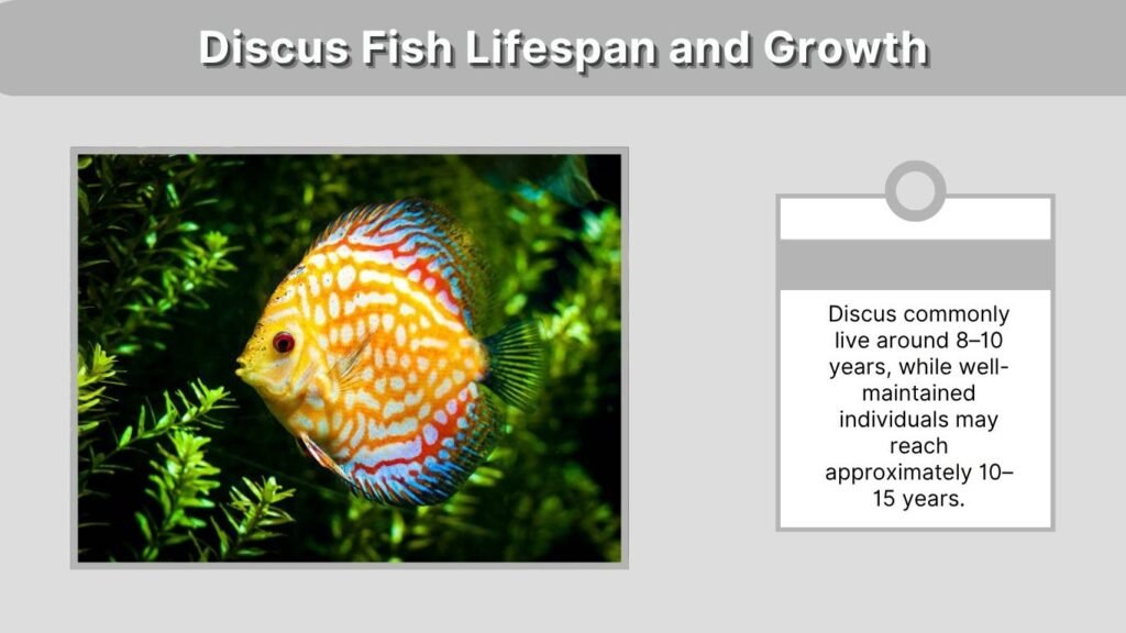 Discus Fish Lifespan and Growth