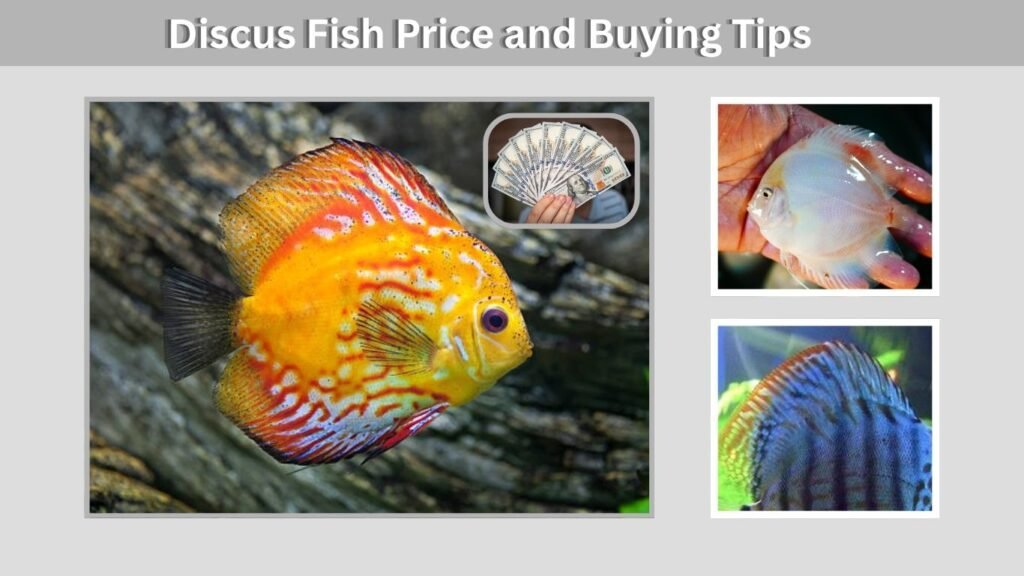 Discus Fish Price and Buying Tips