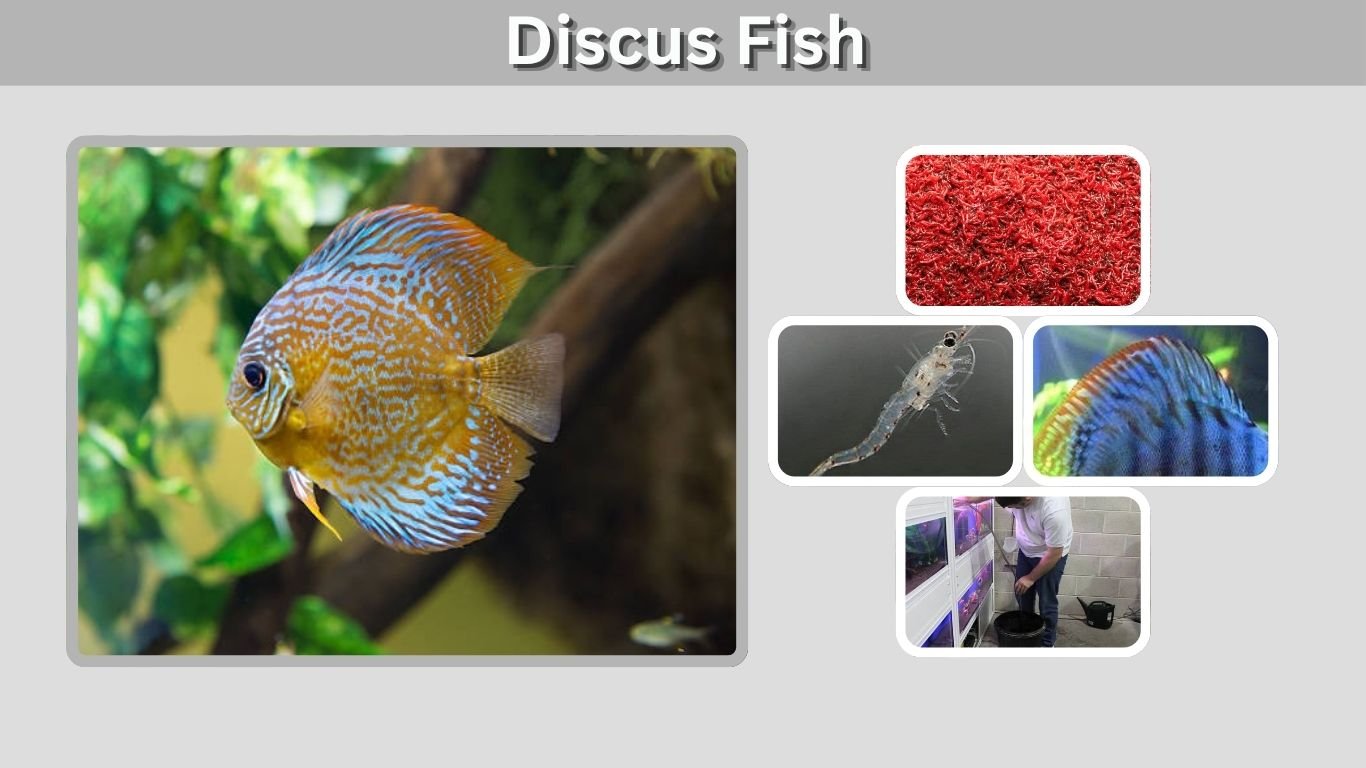 Discus Fish: Care, Tank Size, Tank Mates and Facts