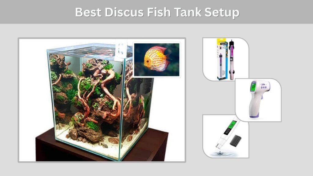 Best Discus Fish Tank Setup