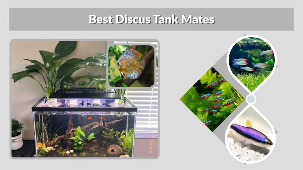 Best Discus Tank Mates
