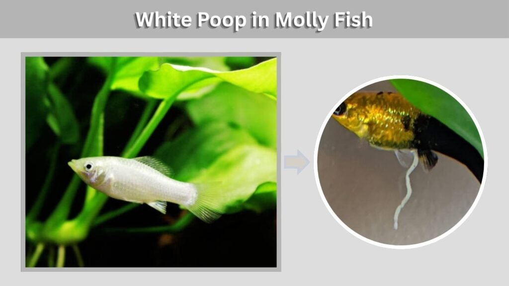 White Poop in Molly Fish