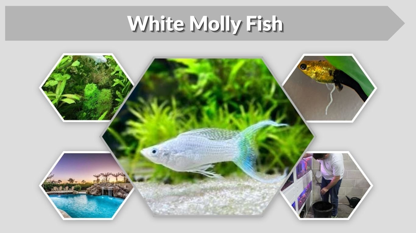White Molly Fish: Care, Colors, Pregnancy, and Health Guide