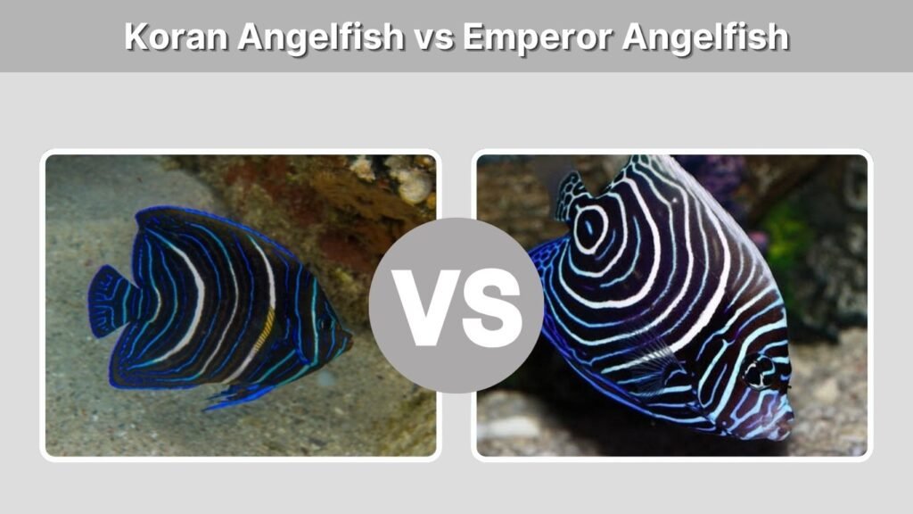 Koran Angelfish vs Emperor Angelfish