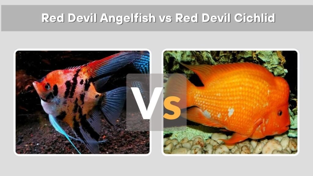 Red Devil Angelfish vs Red Devil Cichlid