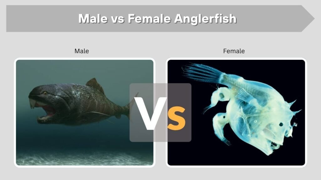 Male vs Female Anglerfish