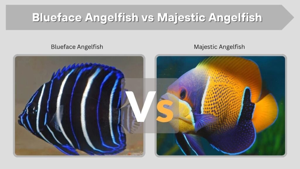 Blueface Angelfish vs Majestic Angelfish