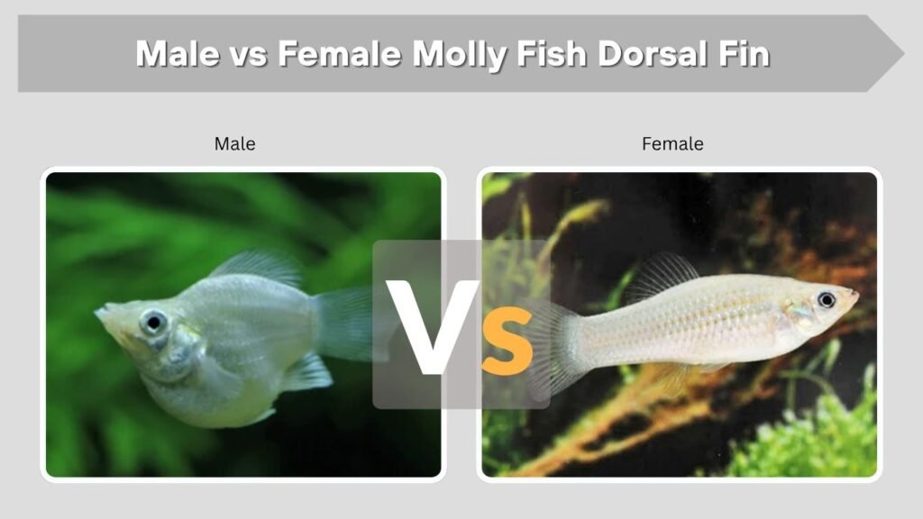 Male vs Female Molly Fish Dorsal Fin
