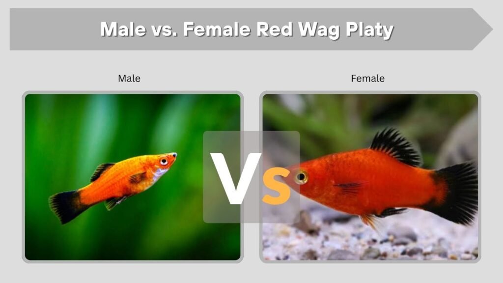 Male vs. Female Red Wag Platy