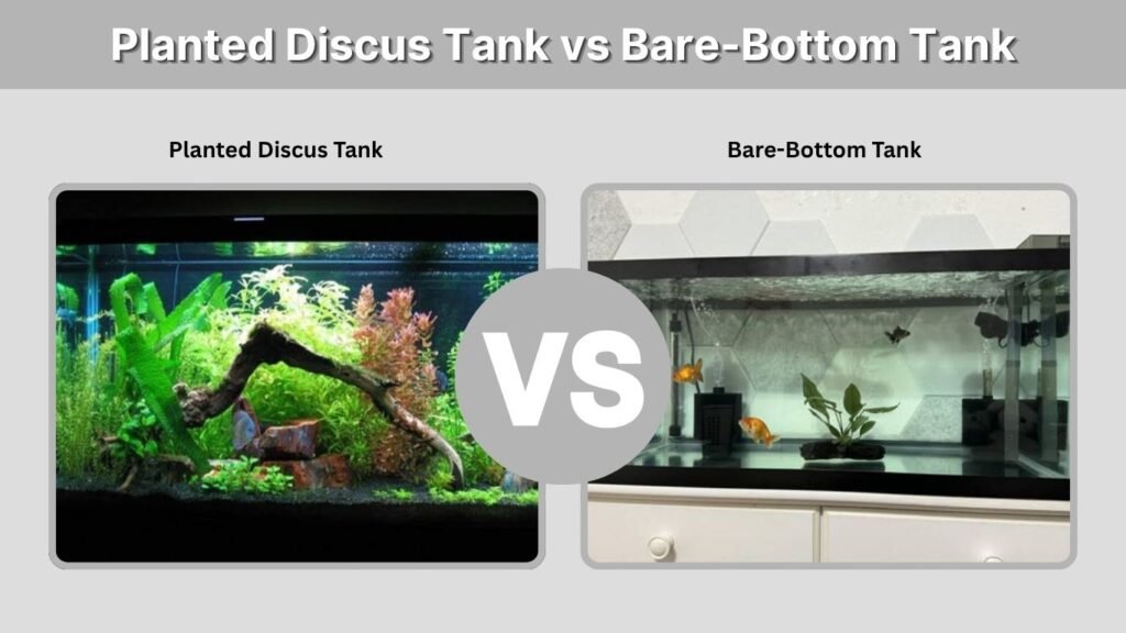 Planted Discus Tank vs Bare-Bottom Tank