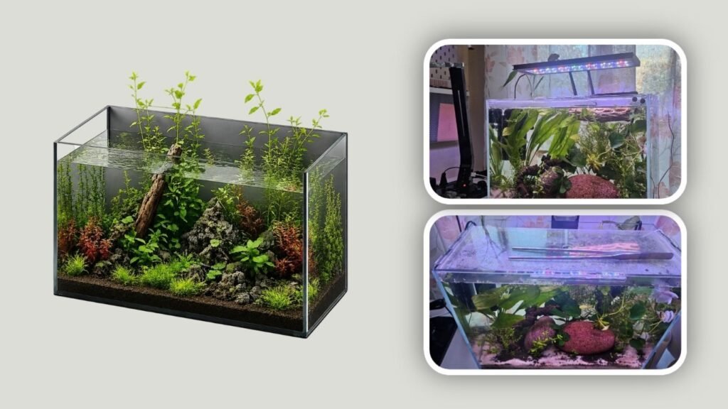  Open-Back Glass Aquarium for Goldfish & Aquatic Plants