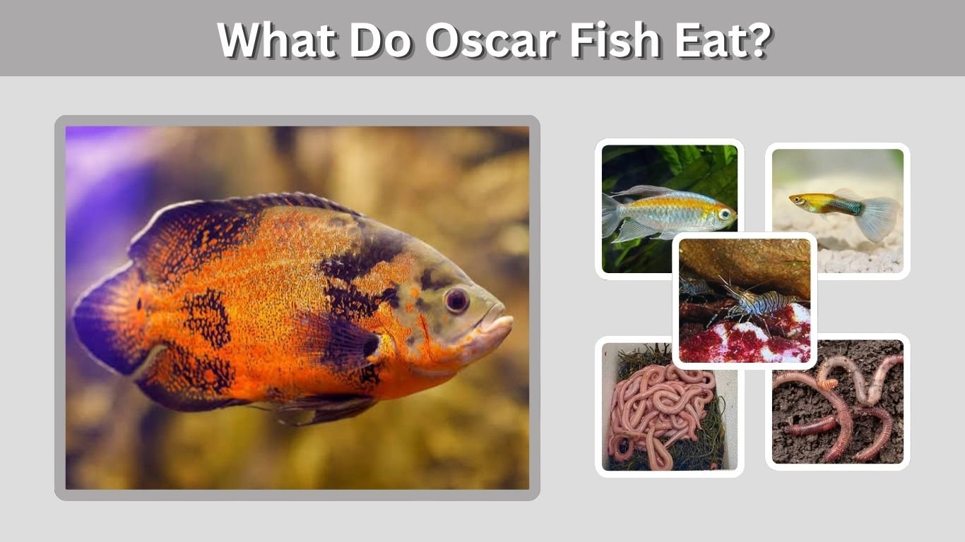 What Do Oscar Fish Eat? 10 Best Foods for Healthy Growth