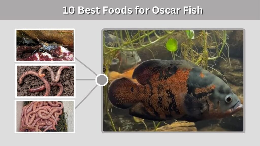10 Best Foods for Oscar Fish