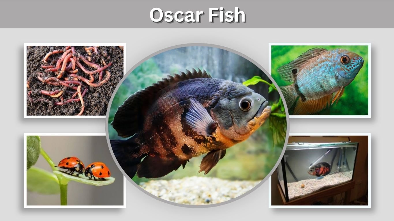 Oscar Fish: Care, Tank Size, Diet, Lifespan and Types