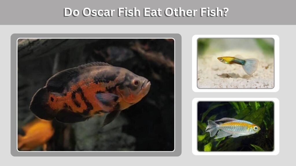 Do Oscar Fish Eat Other Fish?