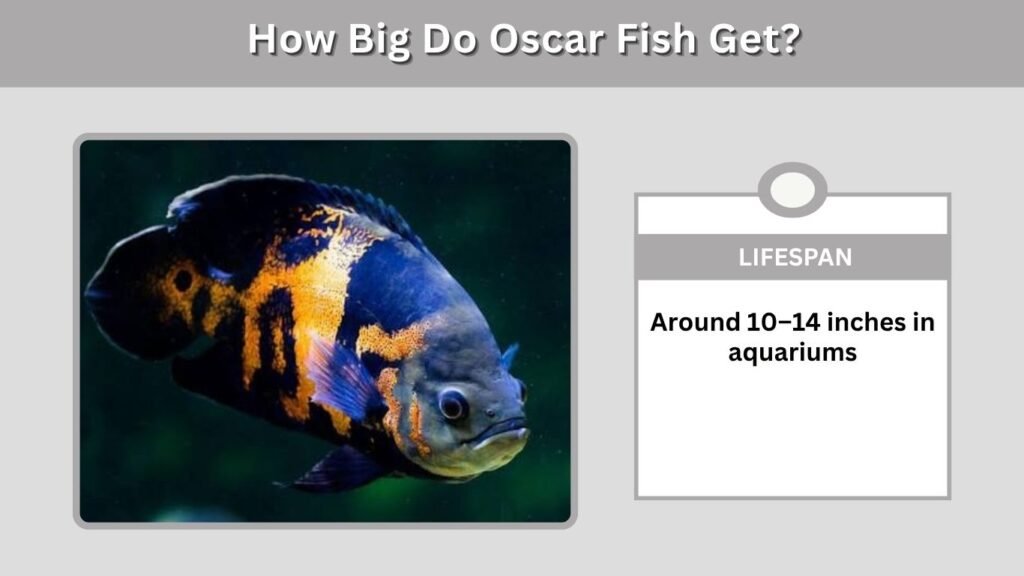 How Big Do Oscar Fish Get?