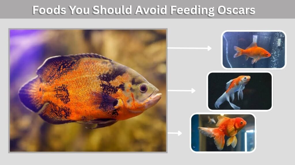 Foods You Should Avoid Feeding Oscars