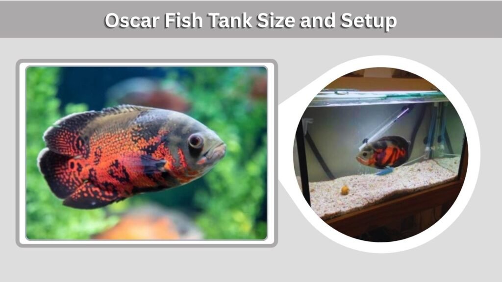 Oscar Fish Tank Size and Setup