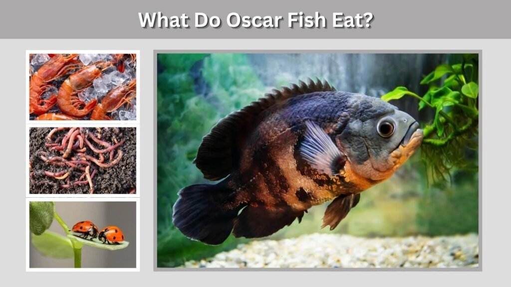What Do Oscar Fish Eat?