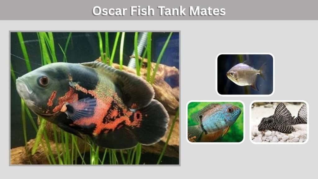 Oscar Fish Tank Mates