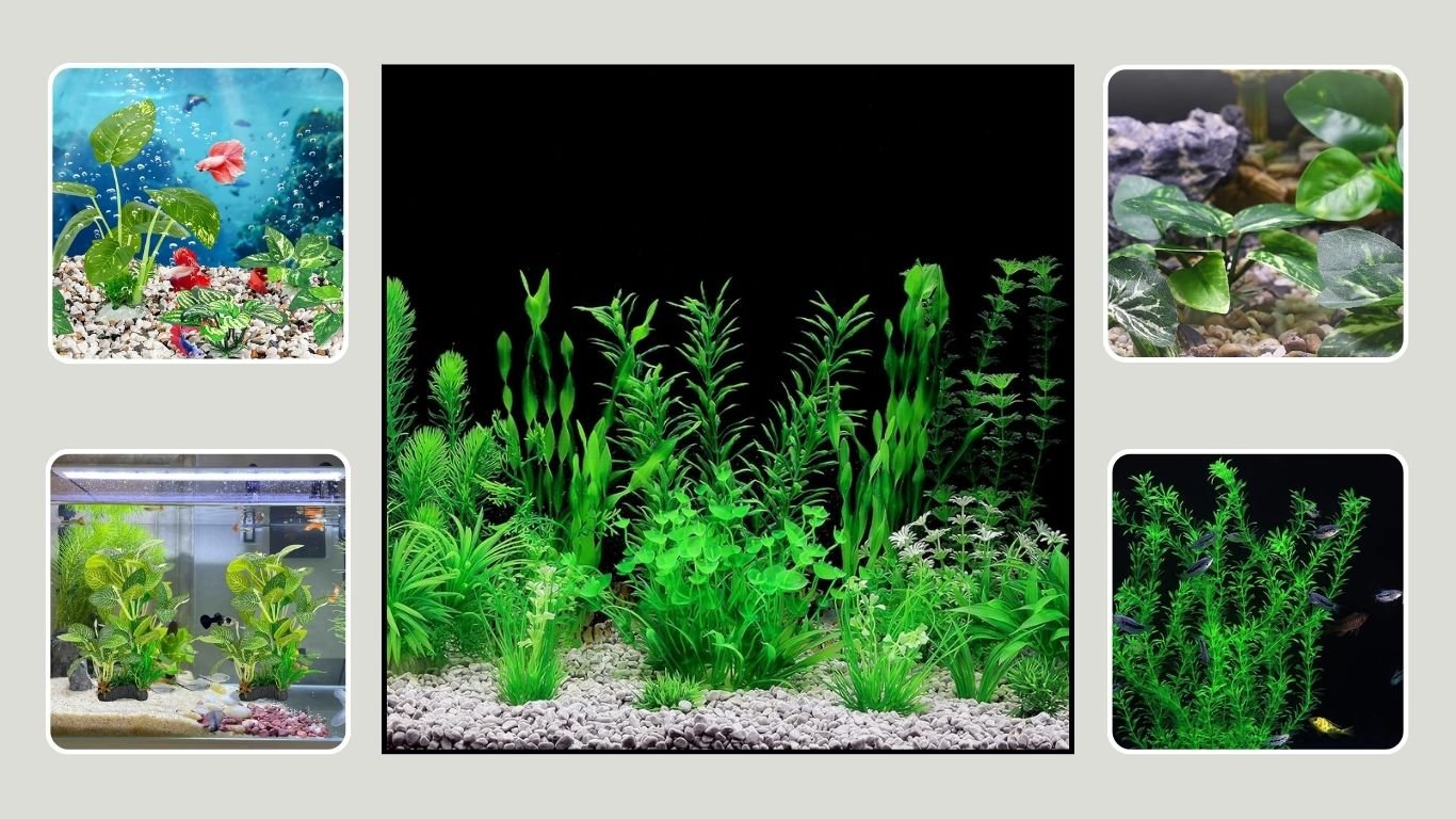 10 Best Aquarium Plants for Easy and Attractive Tank Decoration