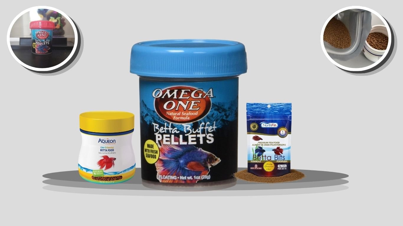 5 Best Betta Fish Food for Healthy Growth and Color