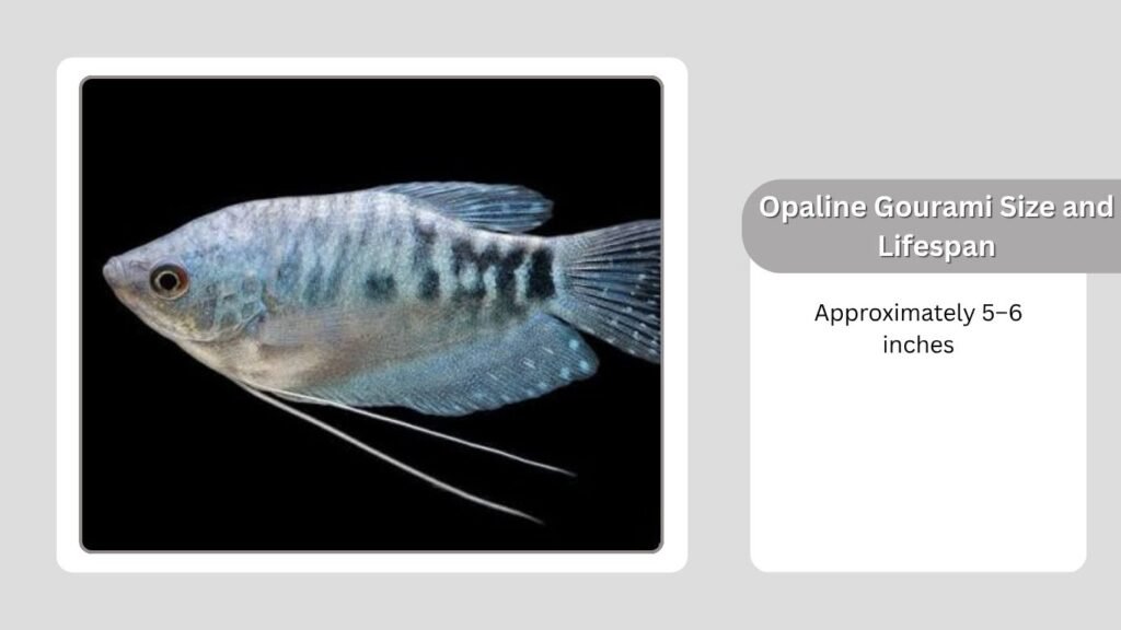 Opaline Gourami Size and Lifespan