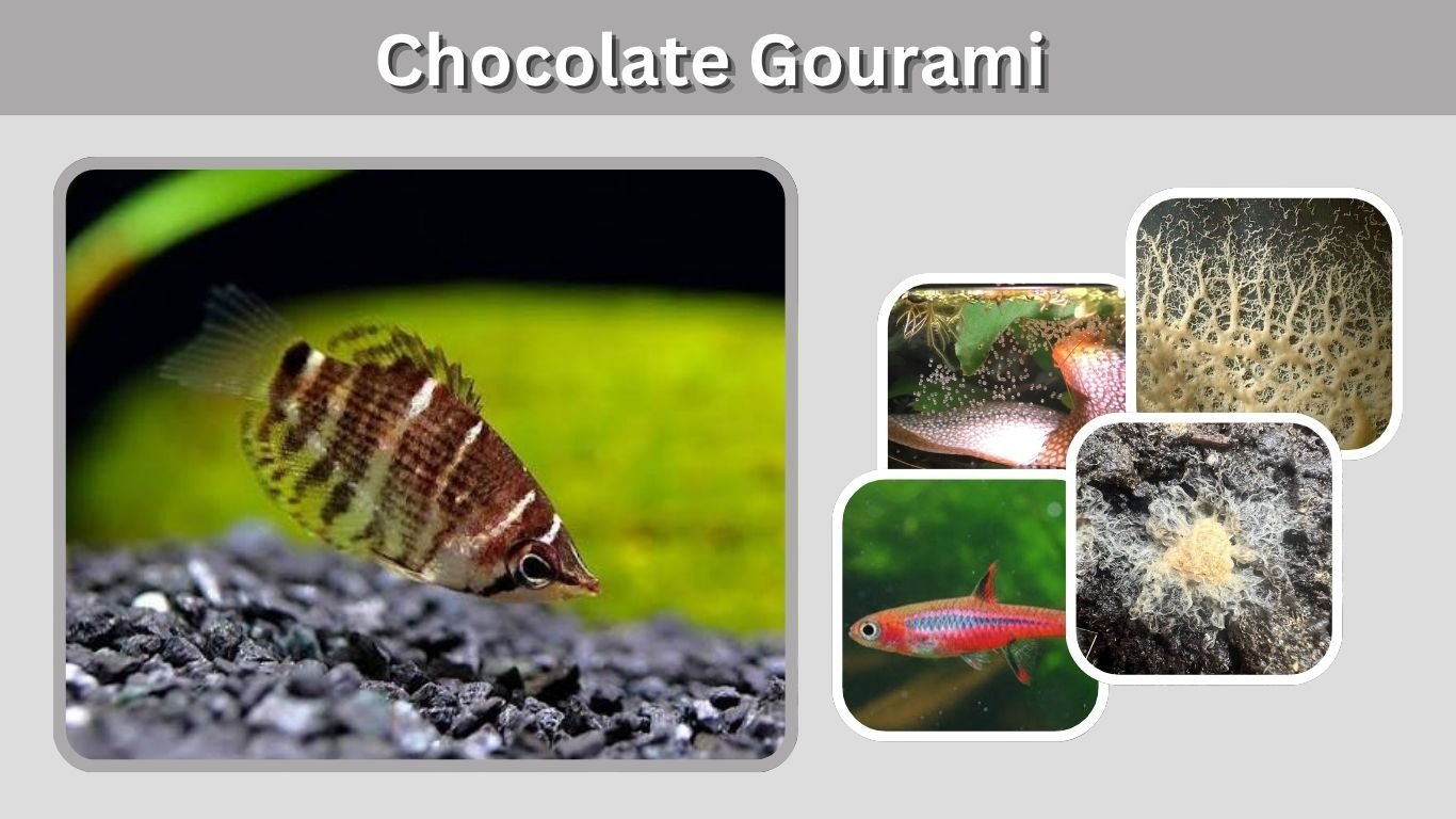 Chocolate Gourami: Care, Size, Tank Mates & Breeding