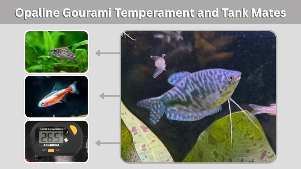 Opaline Gourami Temperament and Tank Mates