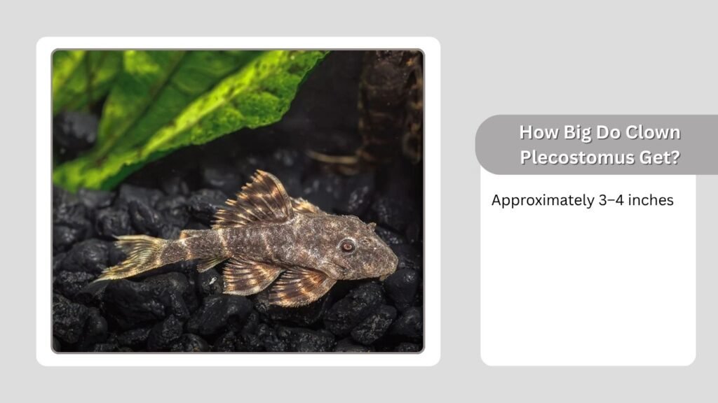 How Big Do Clown Plecostomus Get?