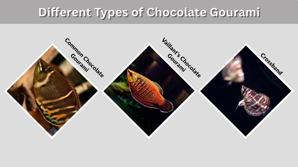 Different Types of Chocolate Gourami