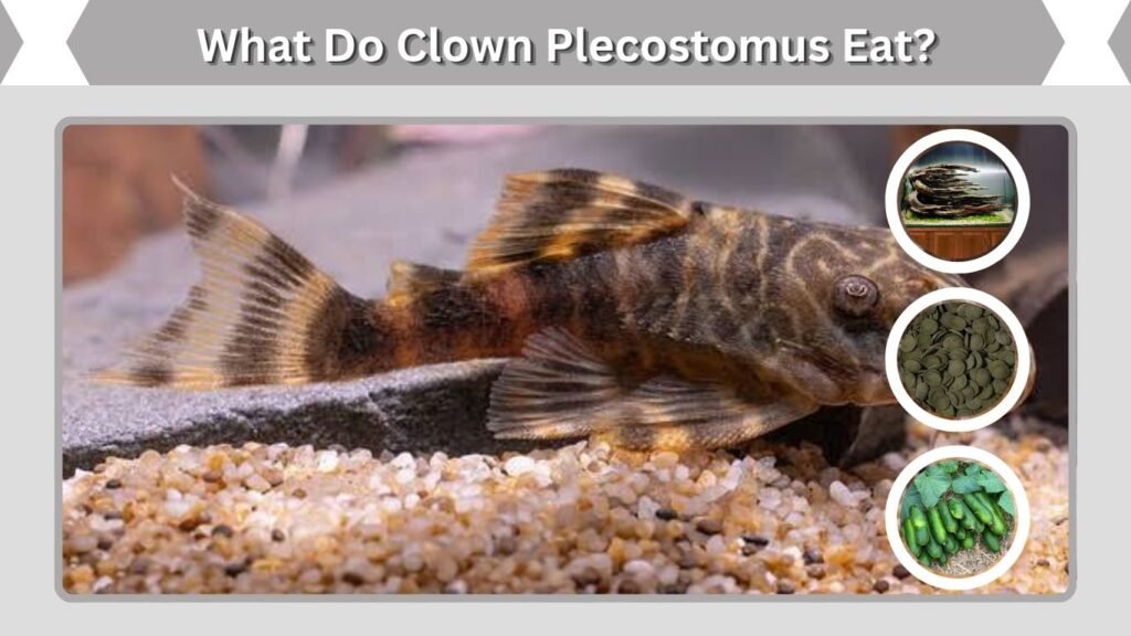 What Do Clown Plecostomus Eat?