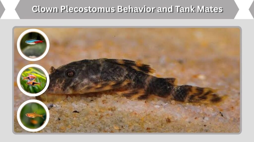 Clown Plecostomus Behavior and Tank Mates