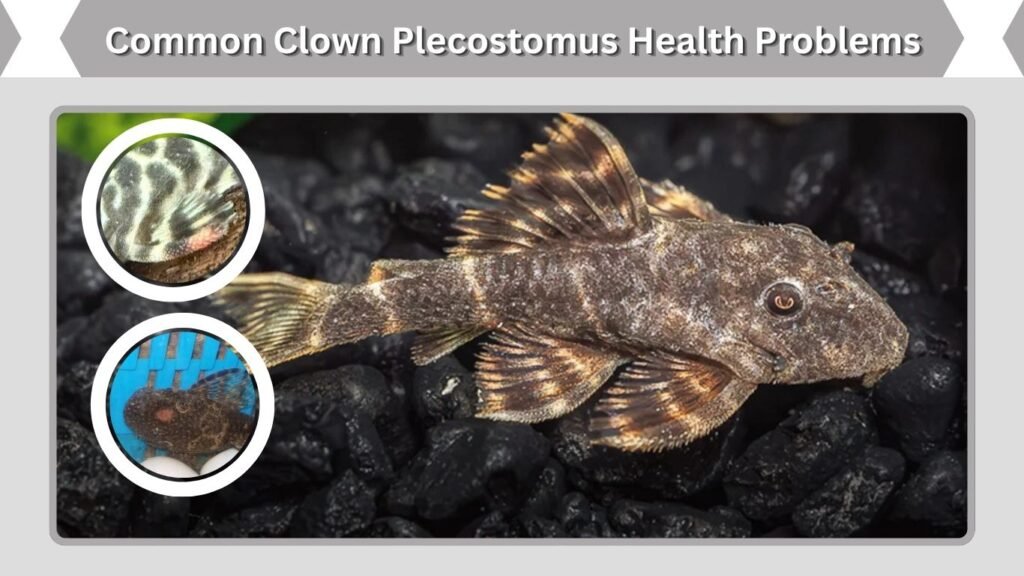 Common Clown Plecostomus Health Problems