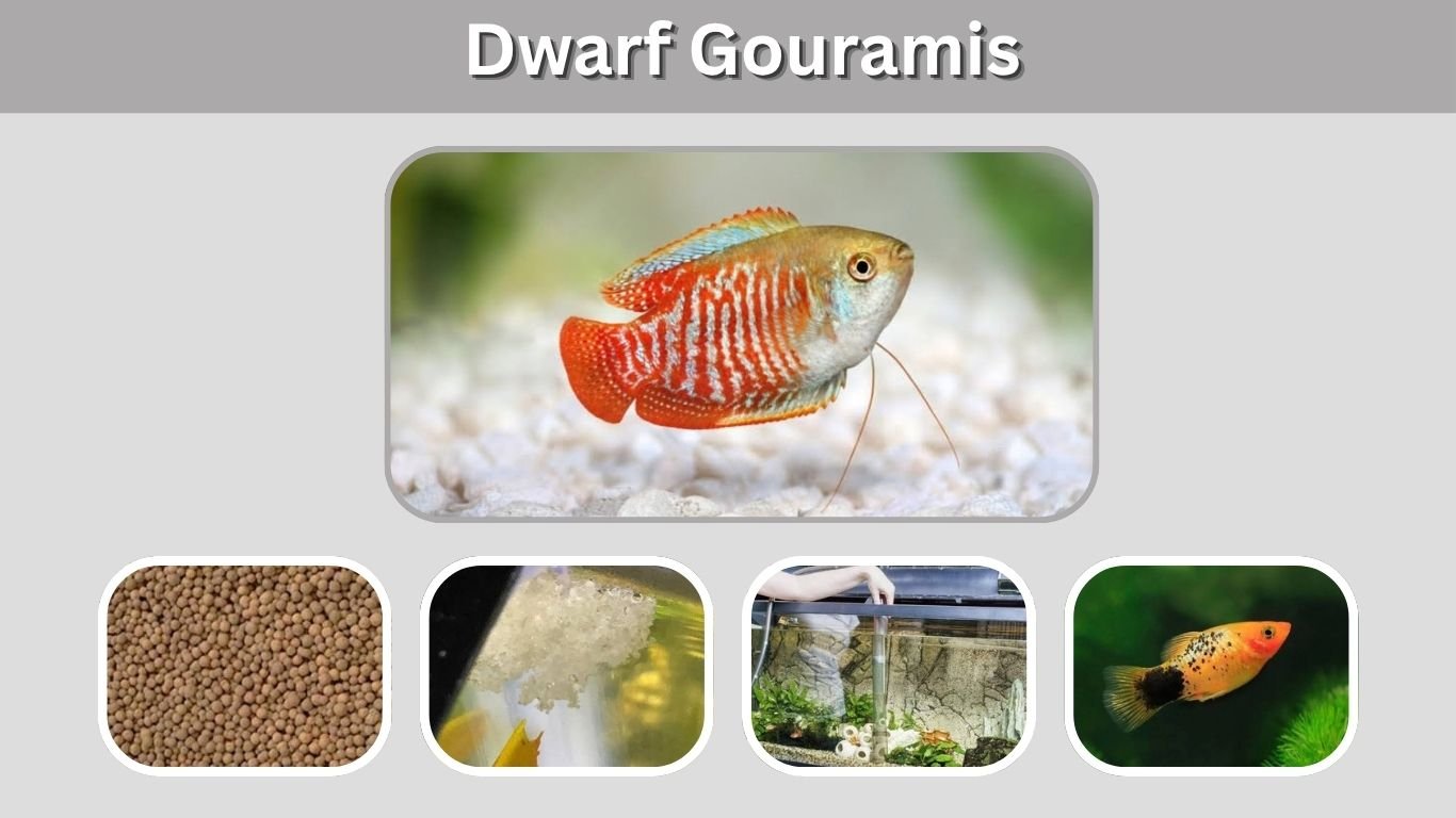 Dwarf Gouramis: Size, Lifespan, Tank Mates & Care