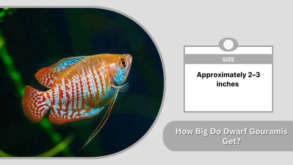 How Big Do Dwarf Gouramis Get?
