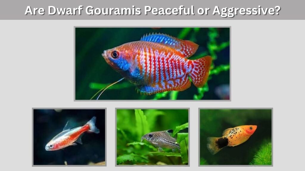 Are Dwarf Gouramis Peaceful or Aggressive?