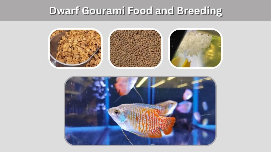 Dwarf Gourami Food and Breeding