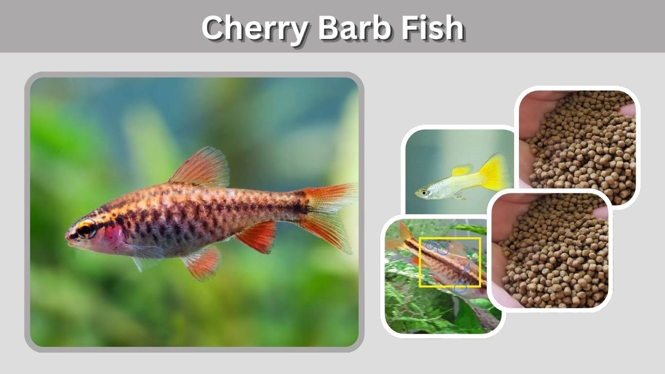Cherry Barb Fish: Care, Size, Tank Mates, Diet & Breeding