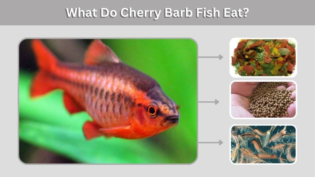 What Do Cherry Barb Fish Eat?