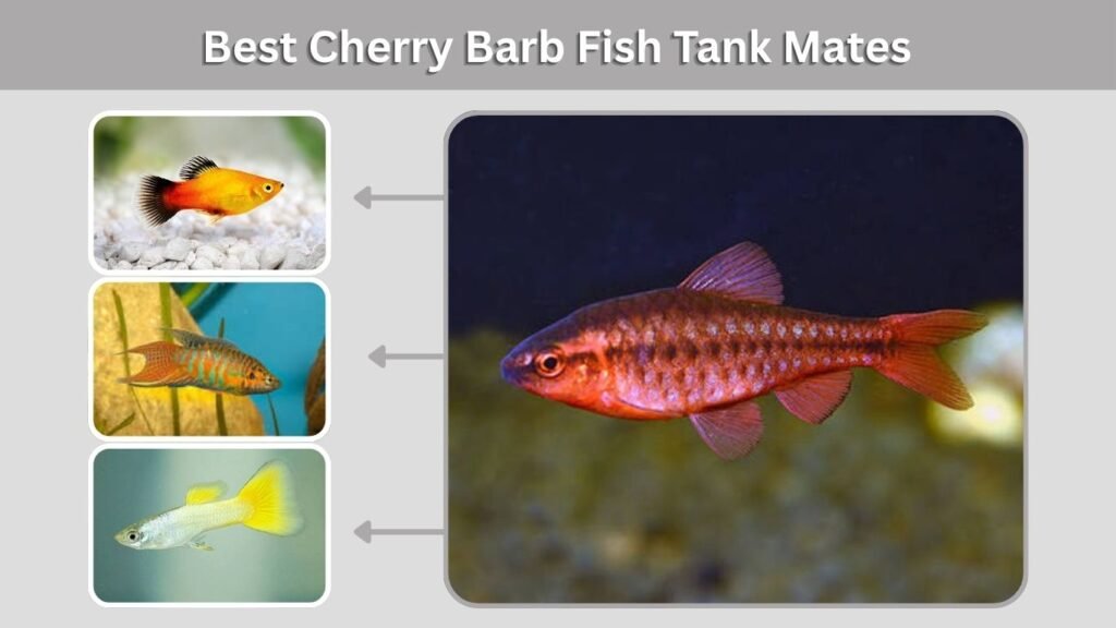 Best Cherry Barb Fish Tank Mates