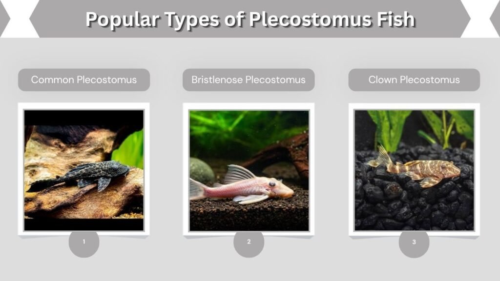 Popular Types of Plecostomus Fish