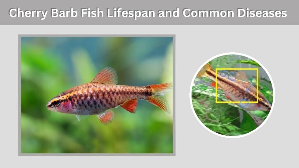 Cherry Barb Fish Lifespan and Common Diseases