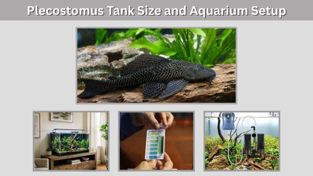Plecostomus Tank Size and Aquarium Setup