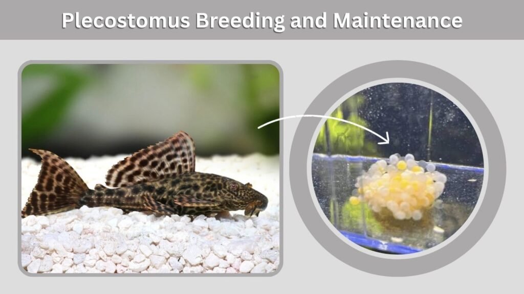 Plecostomus Breeding and Maintenance