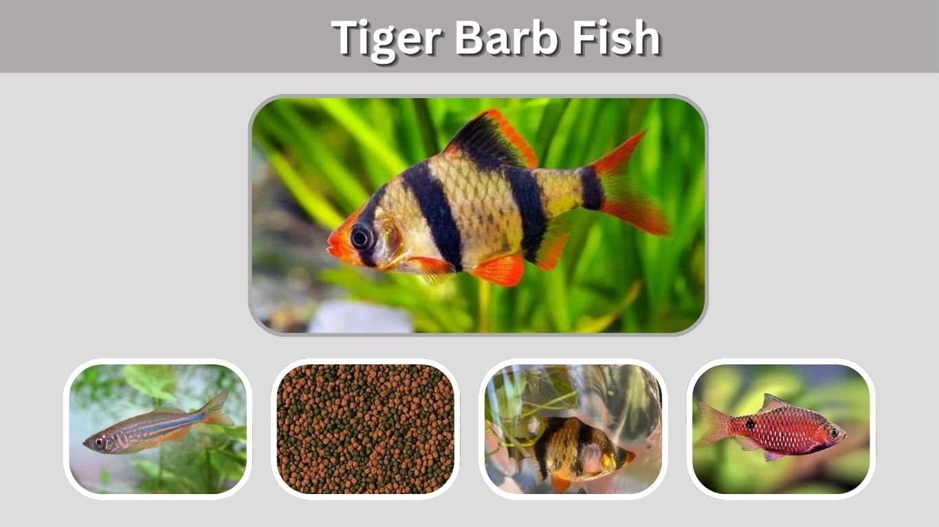 Tiger Barb Fish: Care, Size, Tank Mates & Breeding Guide