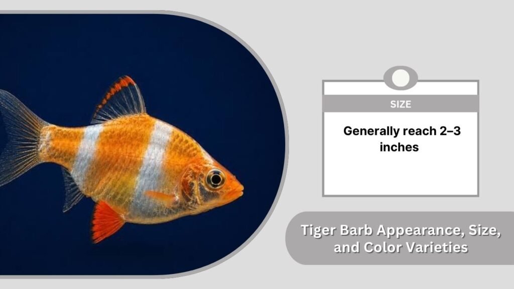 Tiger Barb Fish: Care, Size, Tank Mates & Breeding Guide
