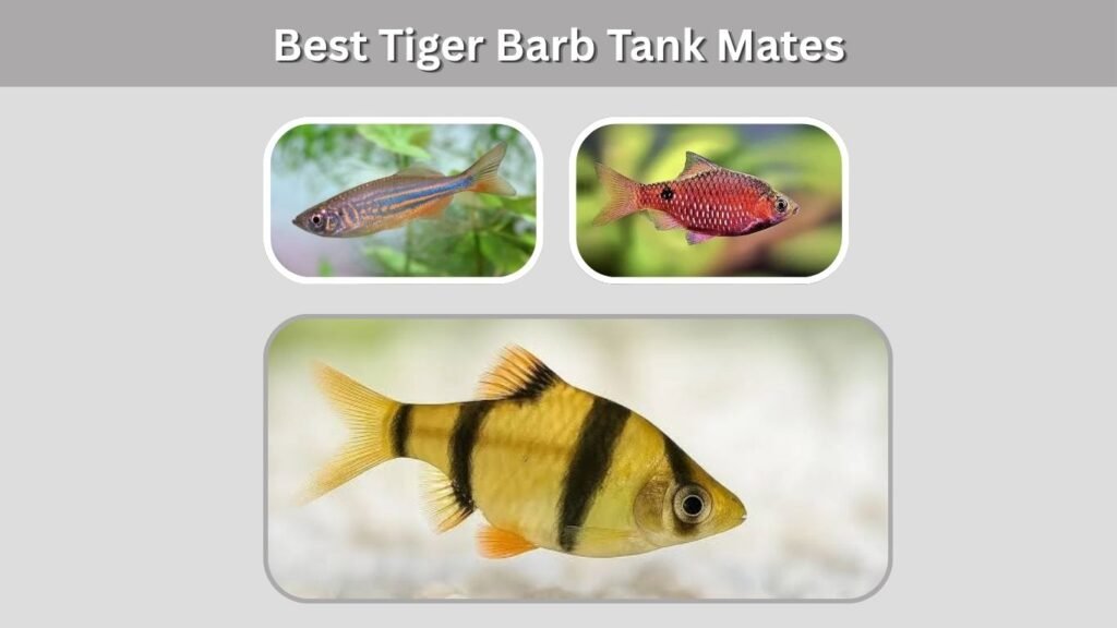 Best Tiger Barb Tank Mates
