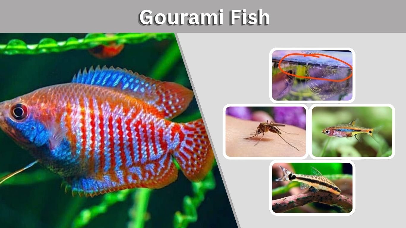 Gourami Fish: Types, Care, Size, Food & Tank Mates